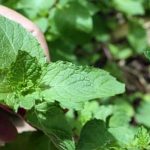 Dwarf Fountain Grass