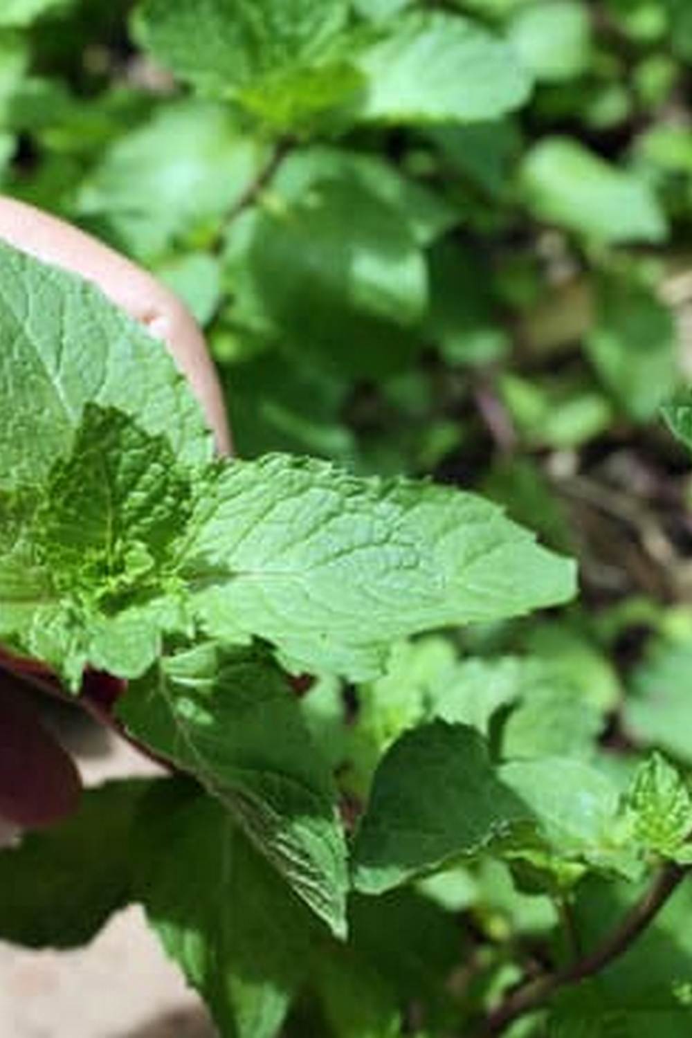 Dwarf Fountain Grass