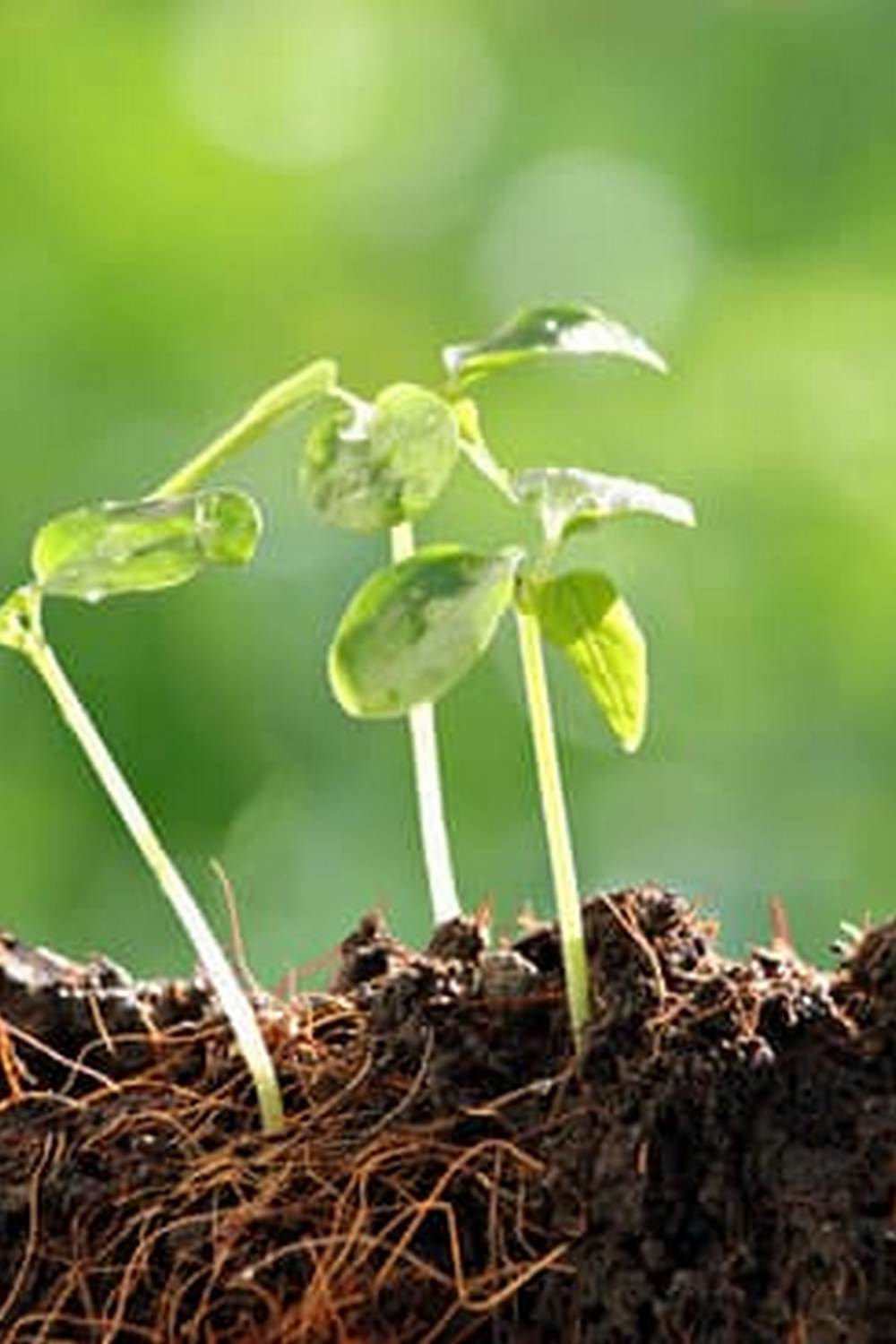 Thriving vegetable gardens enclosed in mesh wire for protection against pests and animals