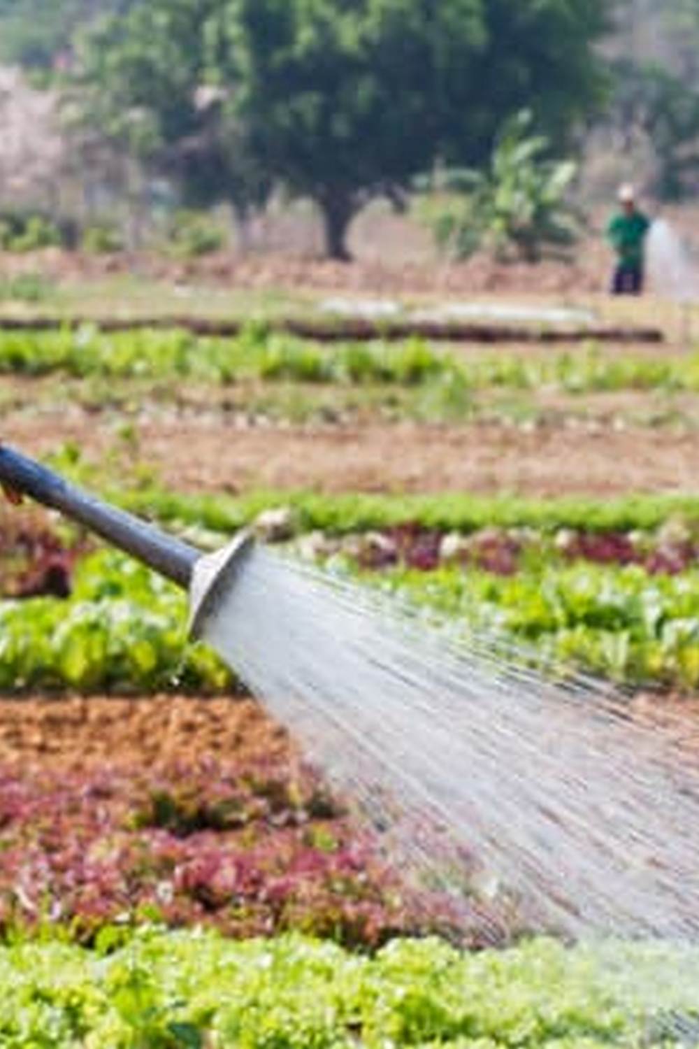 Stunning raised vegetable garden inspiration on Pinterest. #raisedvegetablegardens #Pinterest