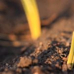 Growing Fresh Vegetables at Home in Limited Space