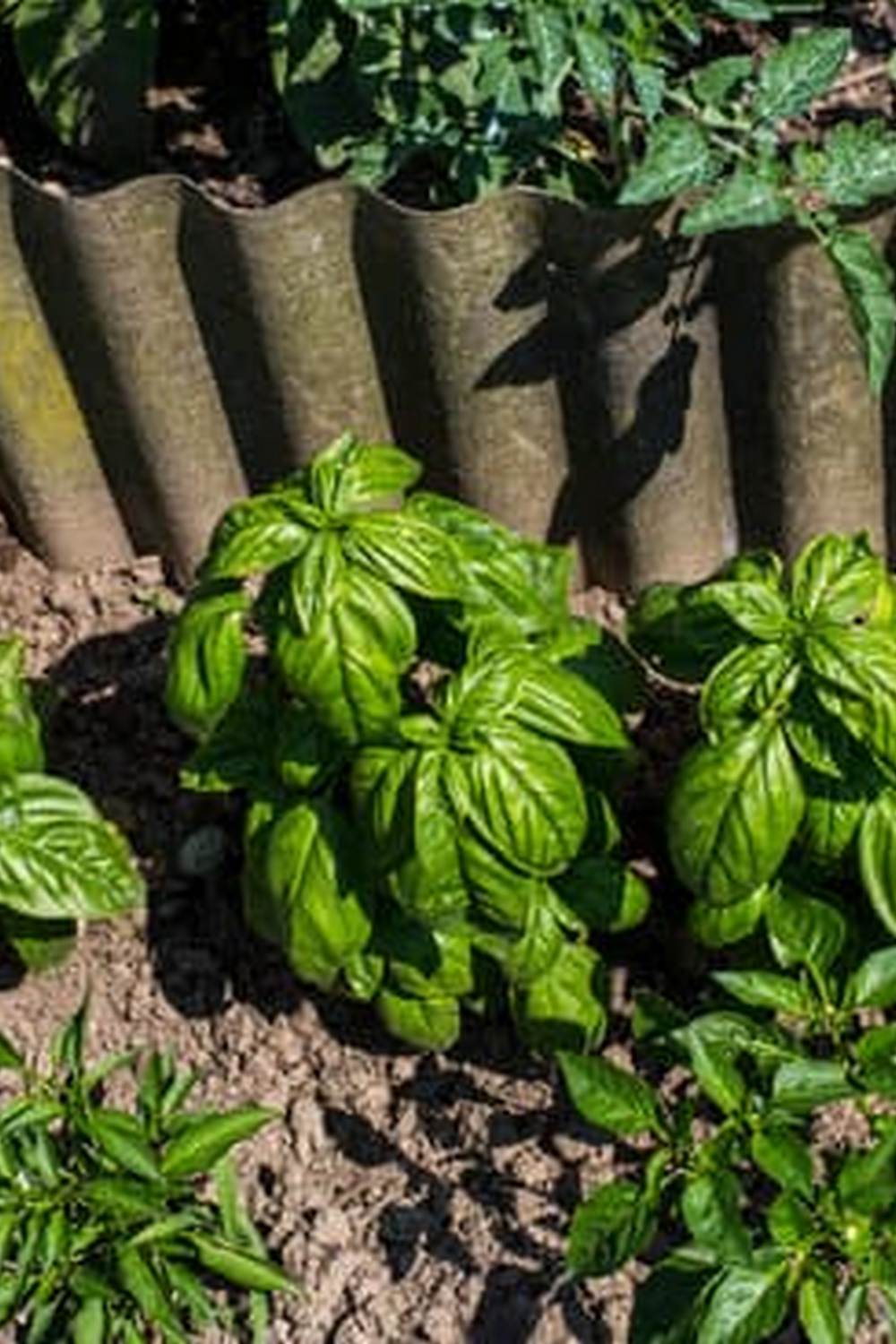 Tips for Growing Your Own Produce in the Region