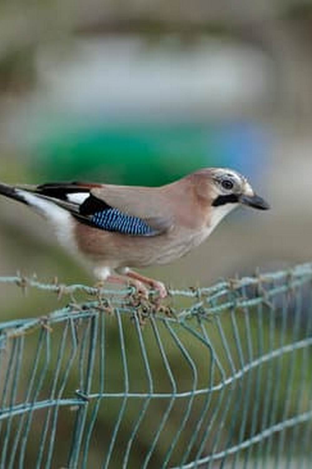 tools, seeds, and books for a bountiful harvest