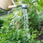 Abundant South Florida summer vegetable garden with thriving crops and colorful blooms