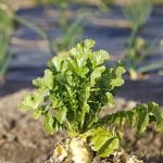 a sustainable irrigation option