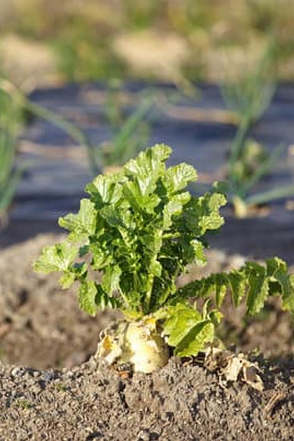 a sustainable irrigation option