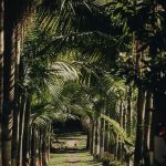 Photo of deer grazing in vegetable garden, showcasing the beauty of nature and coexistence