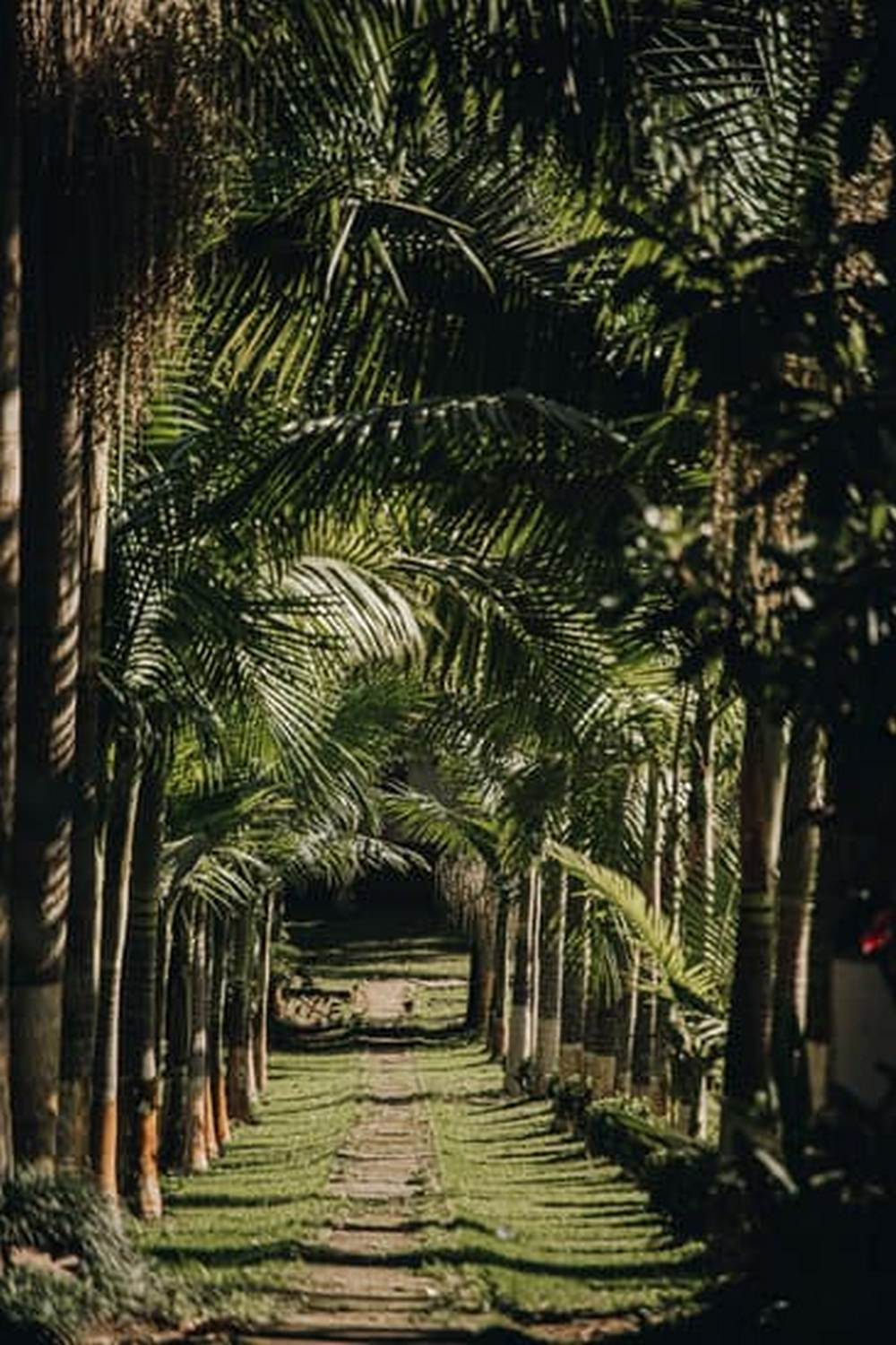 Photo of deer grazing in vegetable garden, showcasing the beauty of nature and coexistence