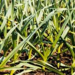 tools, seeds, and accessories