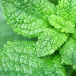 Raised beds, trellises, and companion planting for a flourishing home garden