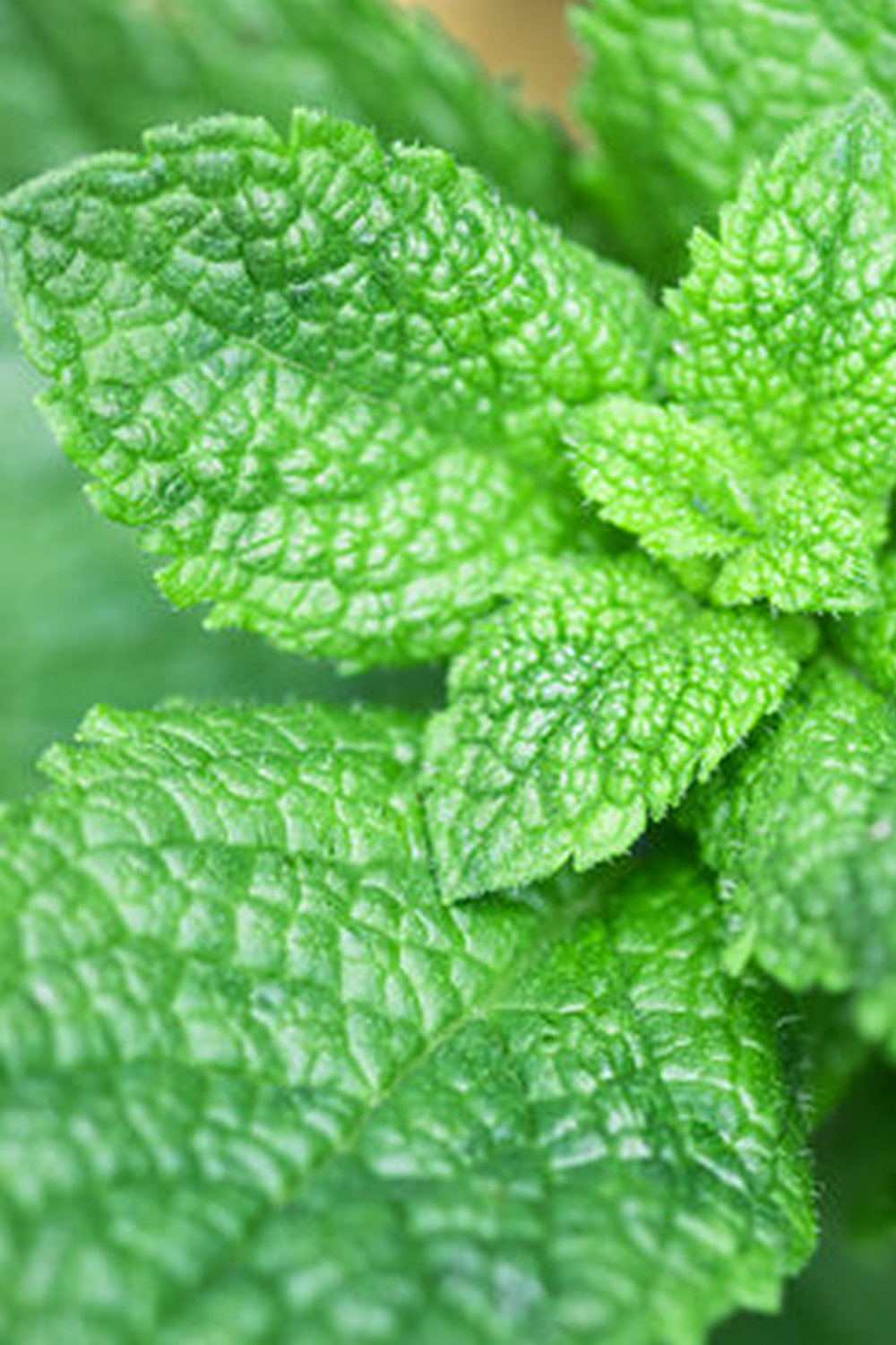 Raised beds, trellises, and companion planting for a flourishing home garden