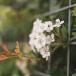 Back yard vegetable garden inspiration on Pinterest