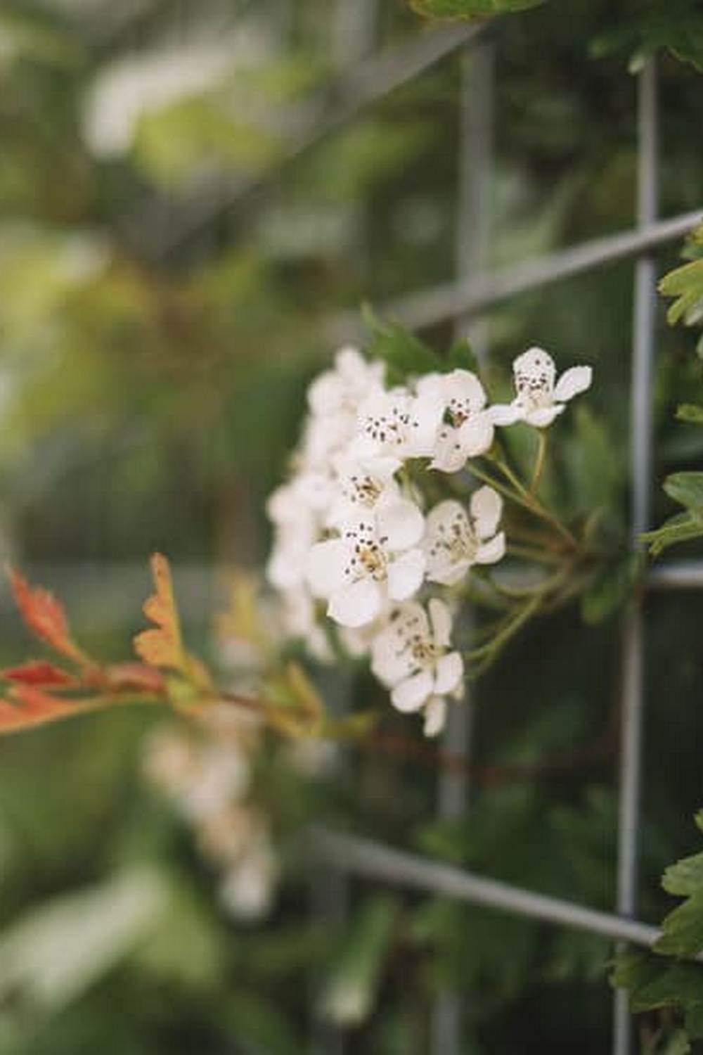 Back yard vegetable garden inspiration on Pinterest