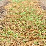 WEED BLOCK fabric for healthy vegetable gardens - eco-friendly, durable, and low-maintenance