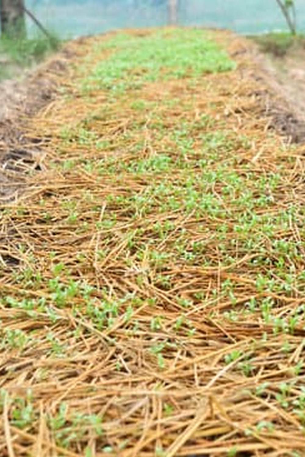 Weed Block Fabric for Vegetable Gardens 1 WEED BLOCK fabric for healthy vegetable gardens - eco-friendly, durable, and low-maintenance