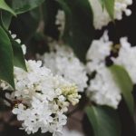 Thriving raised bed vegetable garden with variety of crops and flowers