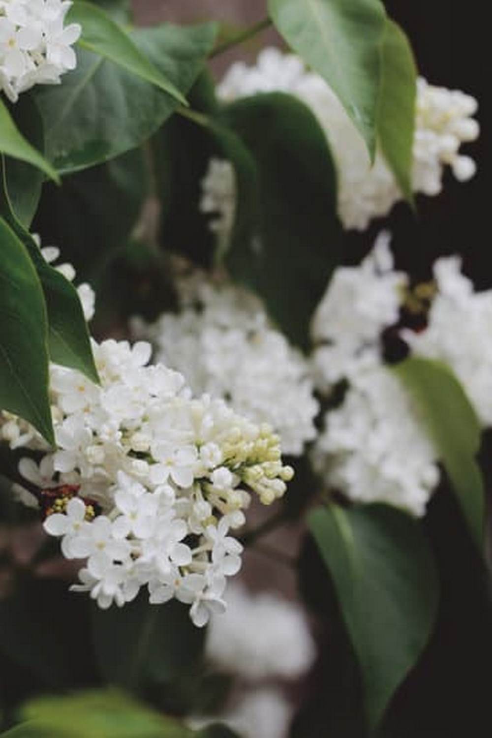 Thriving raised bed vegetable garden with variety of crops and flowers
