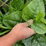 A sustainable and beautiful addition to outdoor spaces