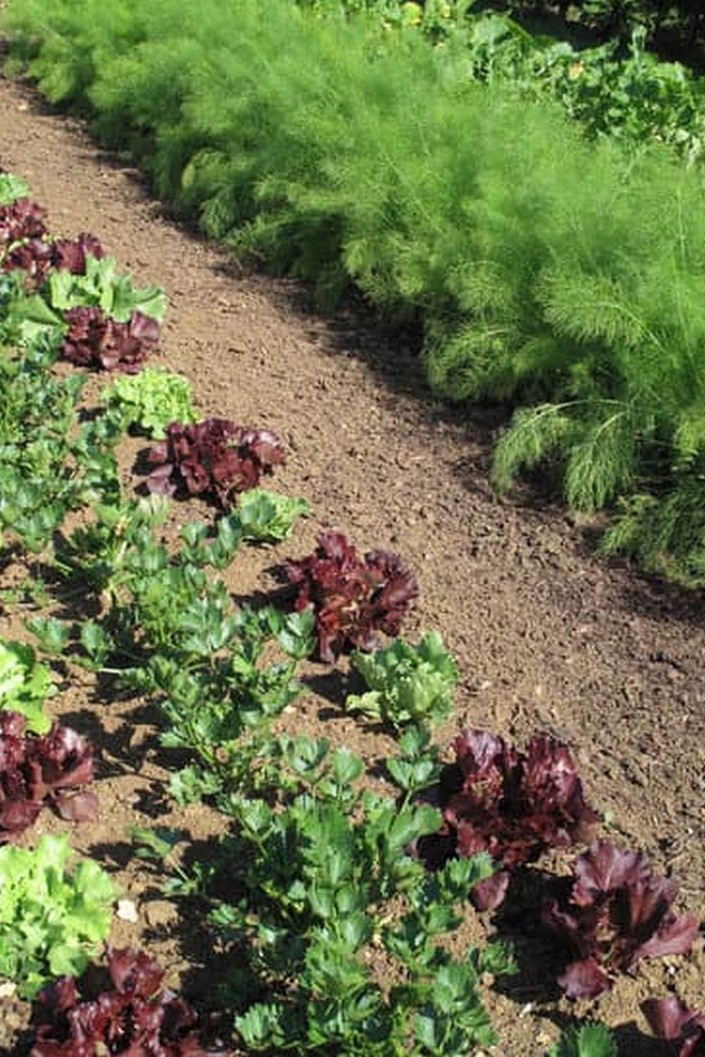 Maintaining Soil Balance for Optimal Growth and Nutrition