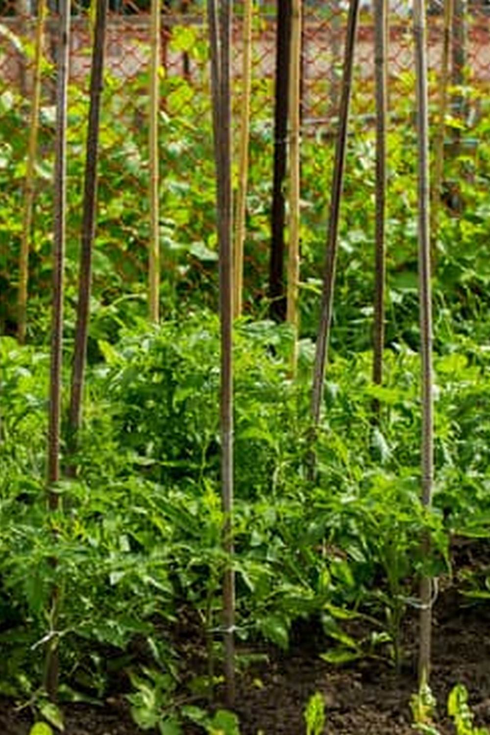 growing eggplants, tomatoes, and peppers in your backyard garden