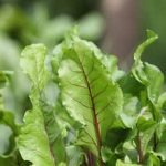 Nature's Best Plant Cover for Healthy Growth and Soil Protection