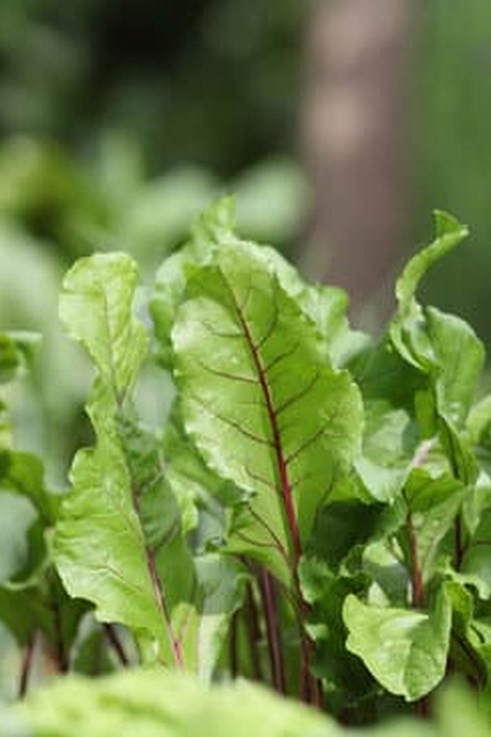 Nature's Best Plant Cover for Healthy Growth and Soil Protection