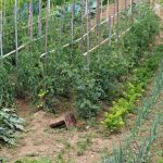 A Guide to Maximizing Space and Yield