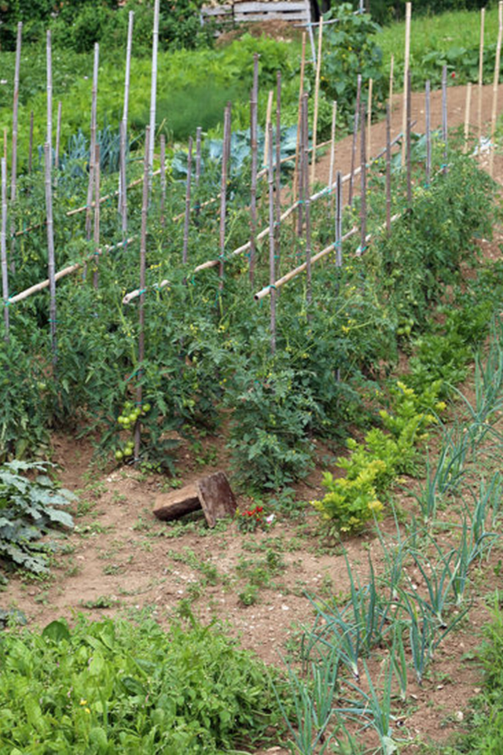 A Guide to Maximizing Space and Yield