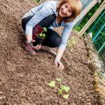 Is black cow manure good for vegetable gardens