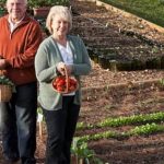 Step-by-step guide to build up vegetable gardens for a sustainable home harvest