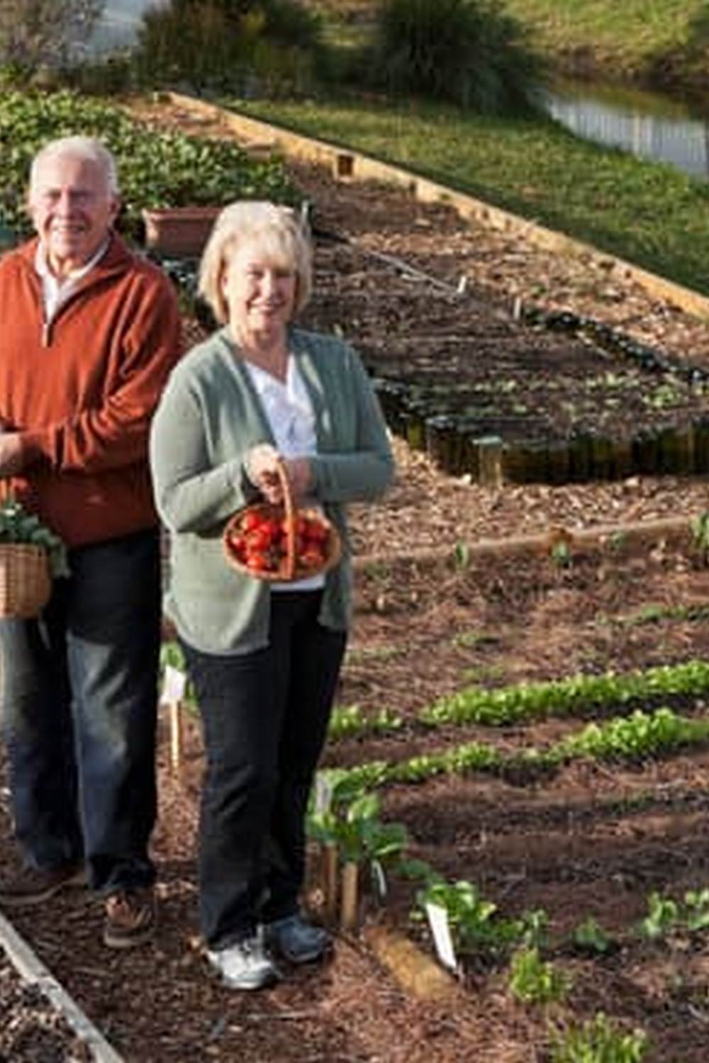 Step-by-step guide to build up vegetable gardens for a sustainable home harvest