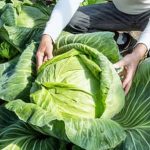 Step-by-step vegetable gardening instructions for beginners