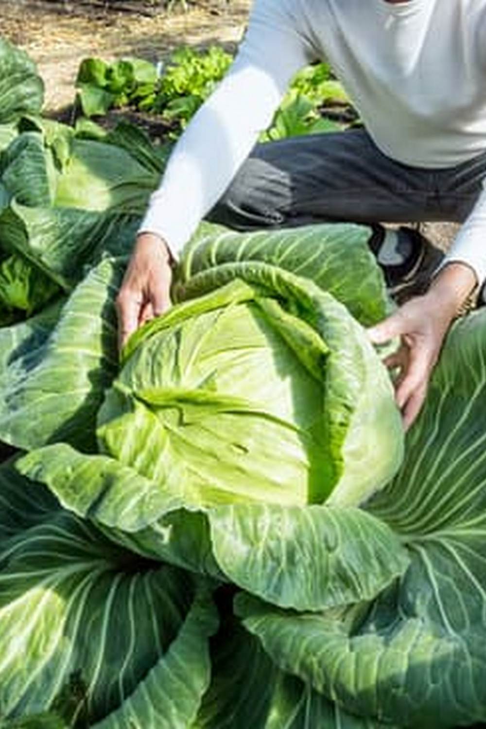 Step-by-step vegetable gardening instructions for beginners