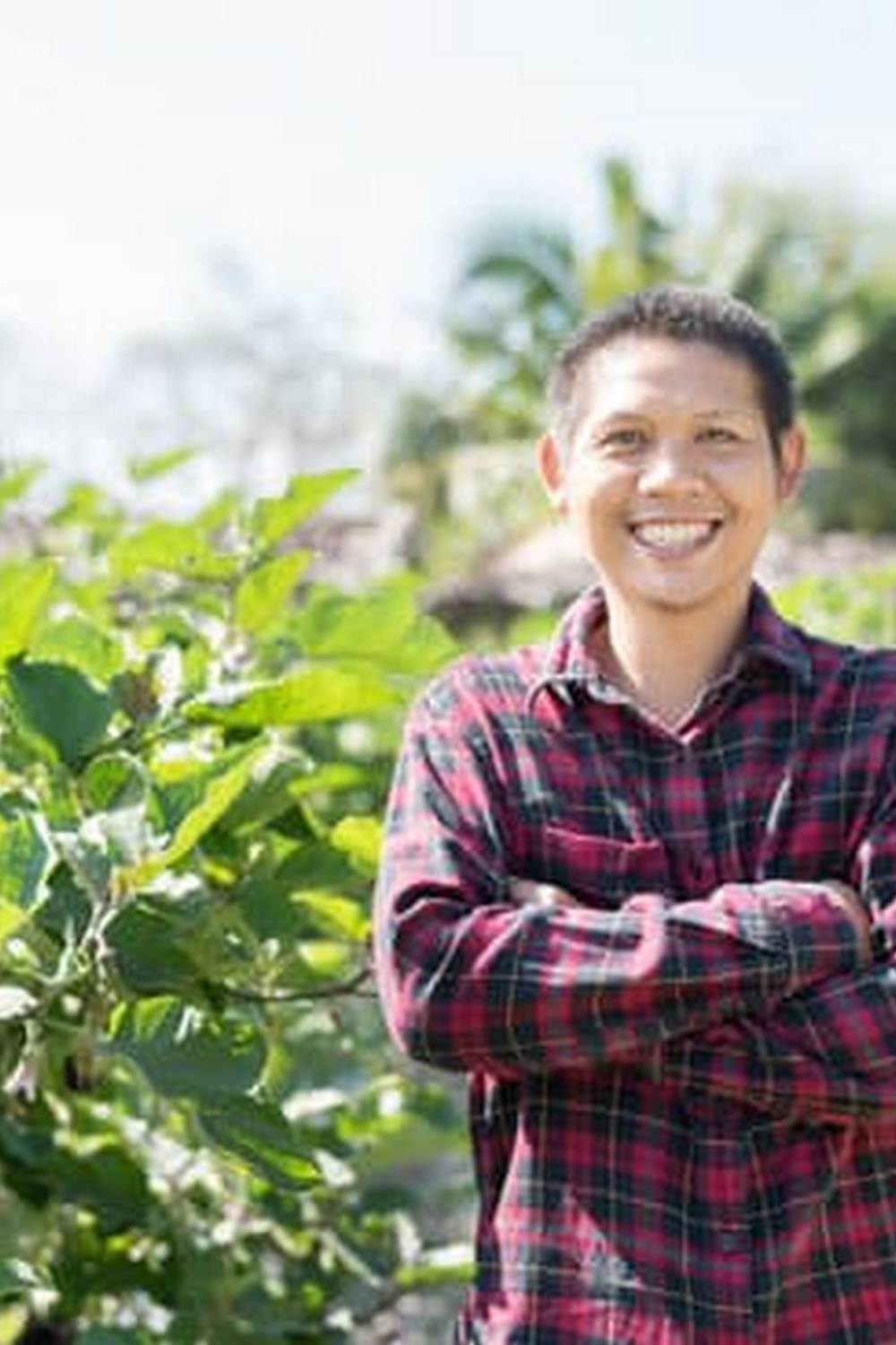 tips, techniques, and advice for successful vegetable gardening