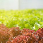 Vegetable Garden Layout