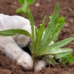 Vegetable Gardening Designs Creative and practical vegetable gardening designs for your backyard - VEGETABLE GARDENING DESIGNS