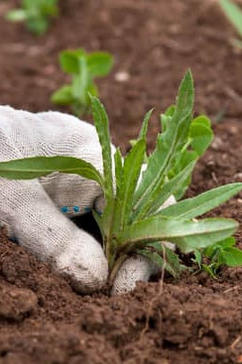 Creative and practical vegetable gardening designs for your backyard - VEGETABLE GARDENING DESIGNS