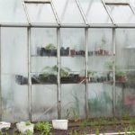 Healthy vegetable garden with glyphosate-free soil, promoting organic and safe produce