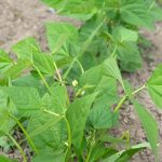 Sunflowers add beauty and attract beneficial insects to vegetable gardens, enhancing overall garden health