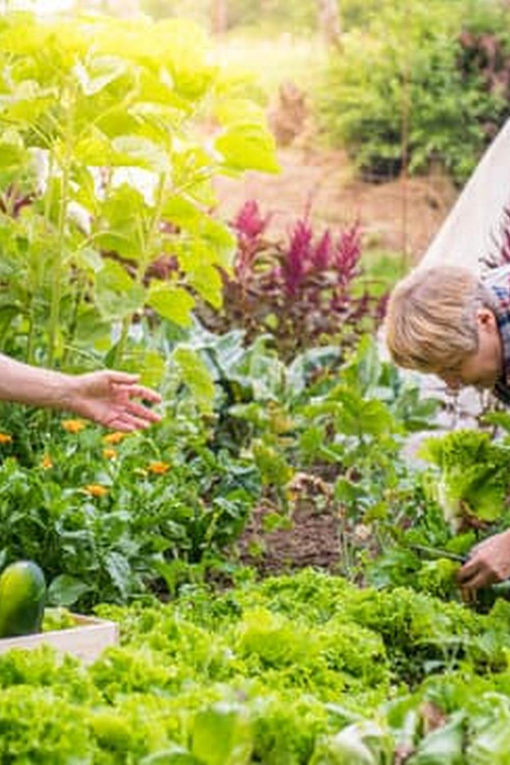 Best natural fertilizer for vegetable gardens