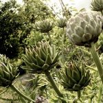 Small terra cotta pots for vegetable gardening on windowsill