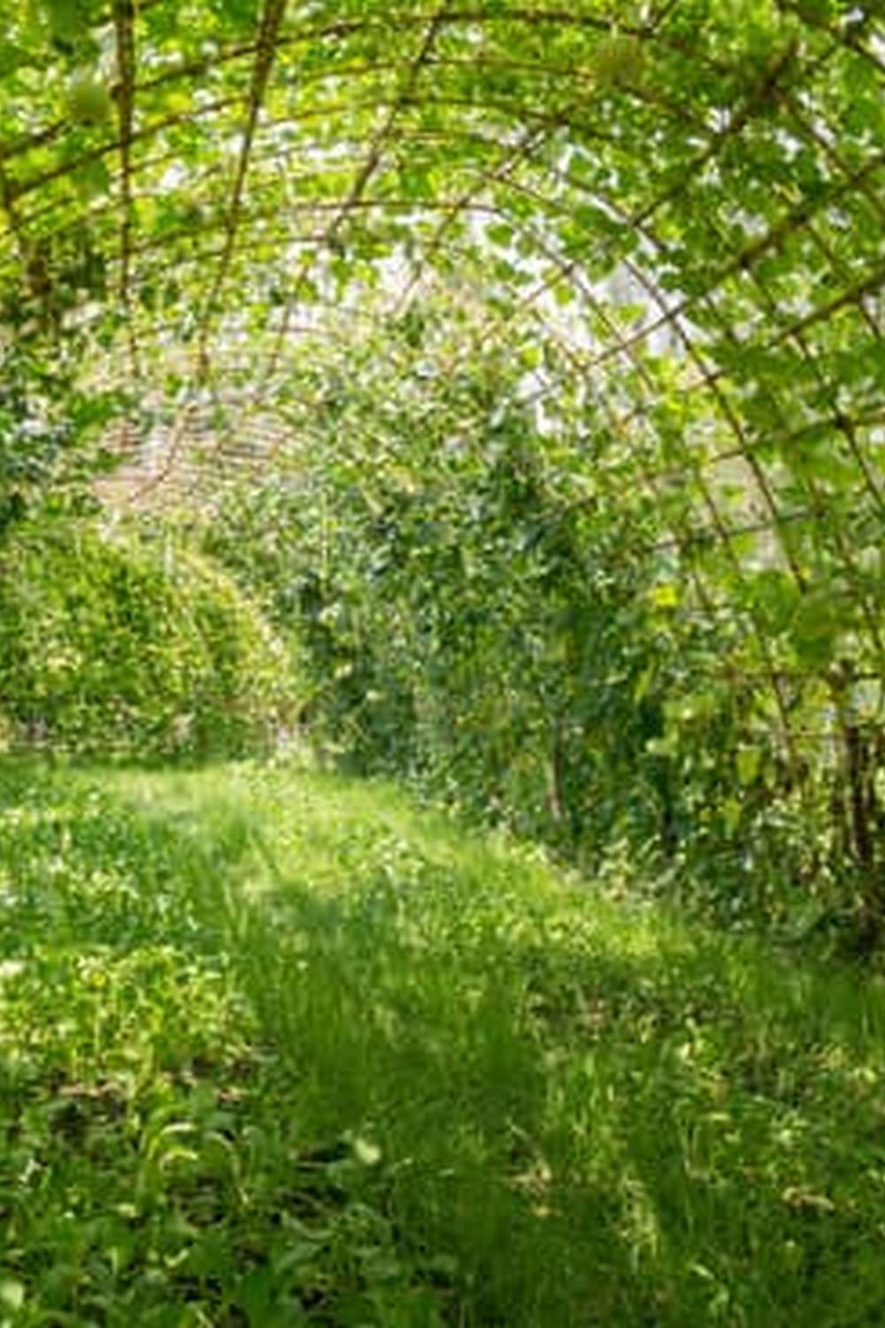 Cultivating Sustainable and Nutrient-Dense Crops for Healthier Living