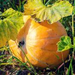 Discover the Best Vegetable Gardening Magazine for Expert Tips and Beautiful Photos