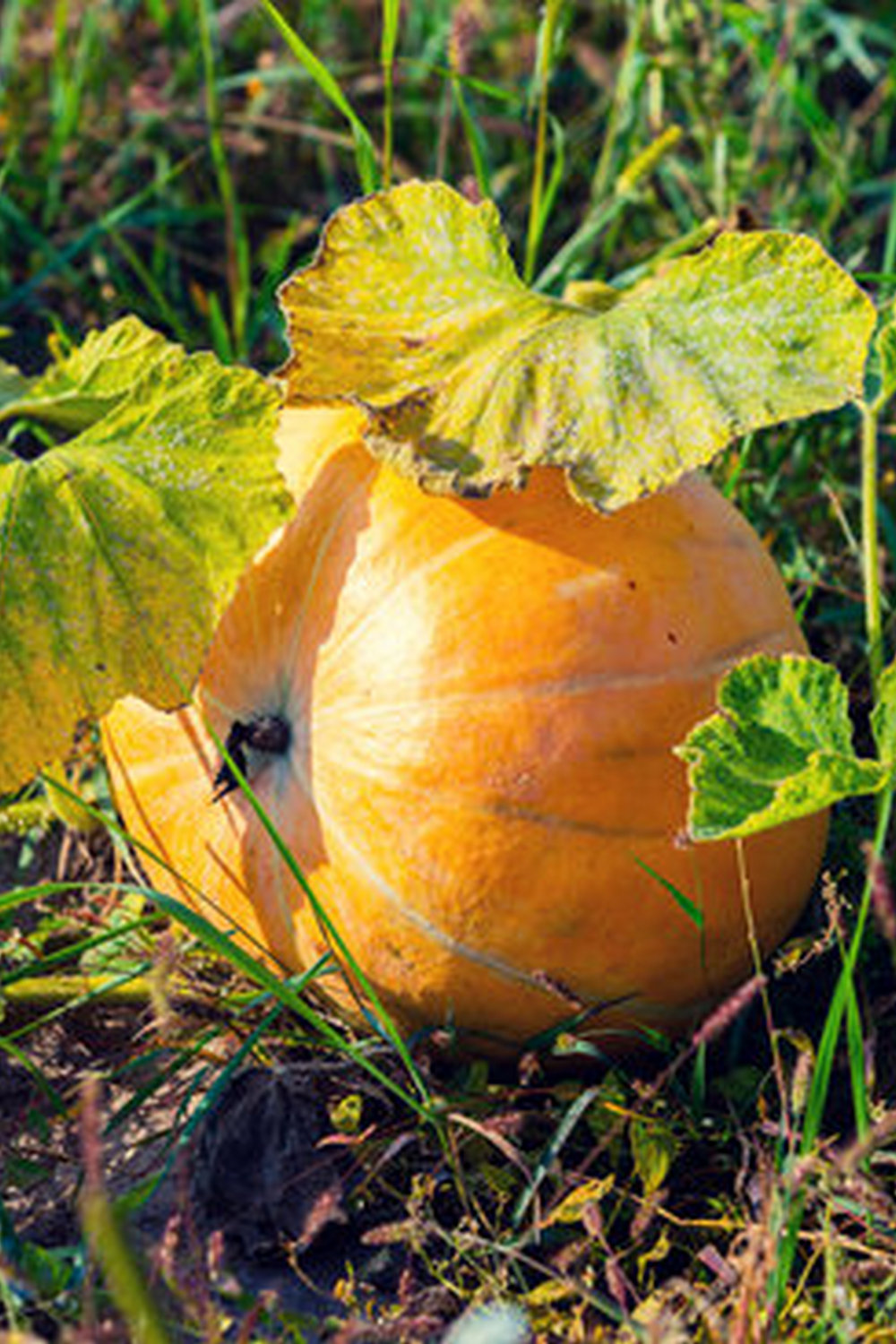 Discover the Best Vegetable Gardening Magazine for Expert Tips and Beautiful Photos