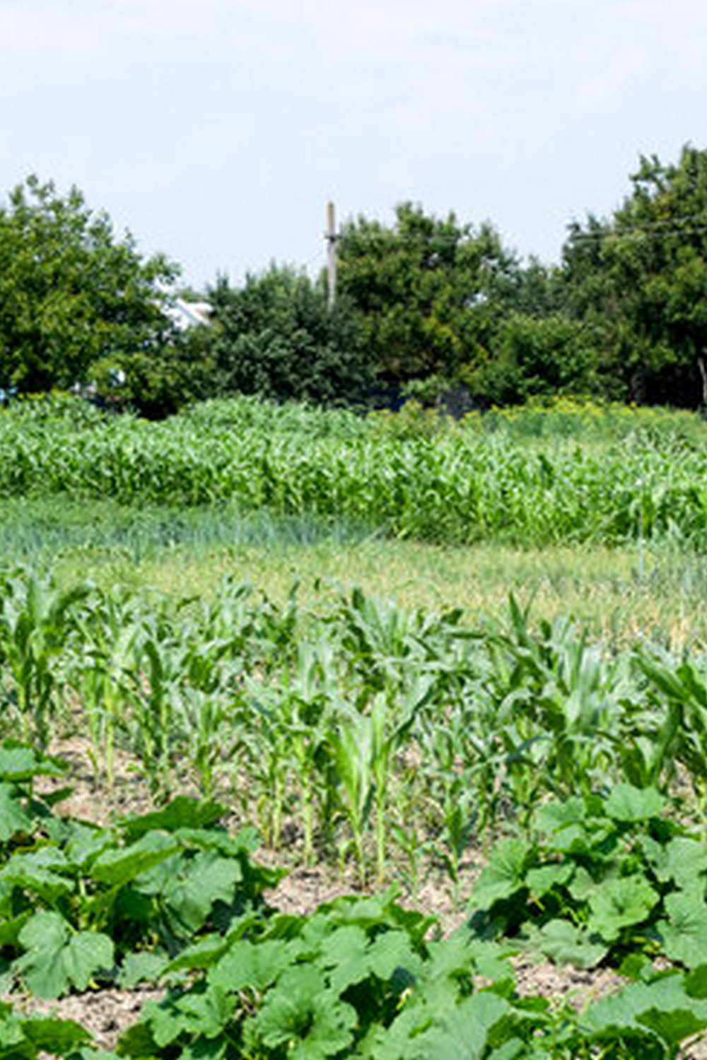 BEST VEGETABLE GARDENING SOIL