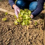 Raised Bed Vegetable Garden with Custom Designs