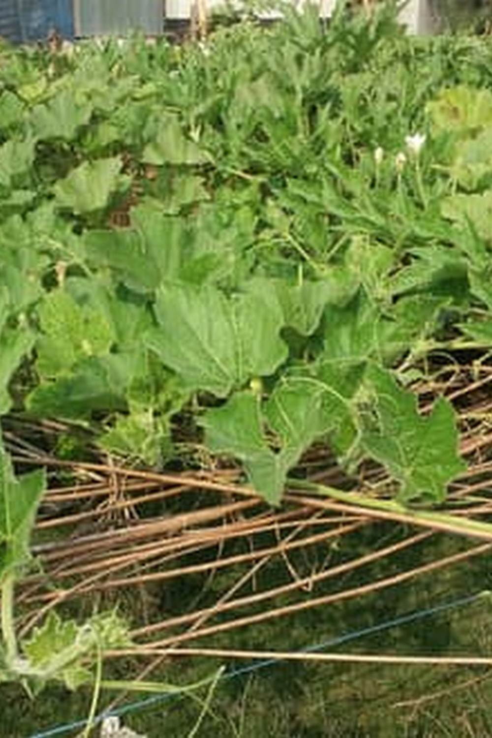 Lush vegetable garden on terrace with pots and planters, perfect for urban gardening