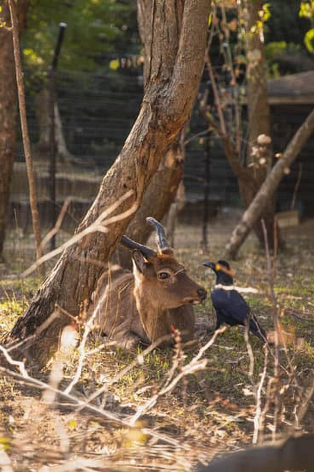 Explore lush vegetal gardens in San Francisco