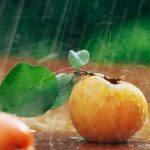 Thriving vegetable garden in Nebraska, showcasing diverse crops and sustainable practices