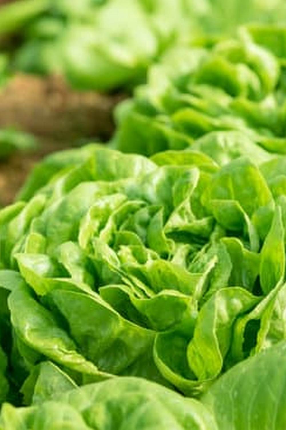 Explore our Gardener Supply Vegetable Bins, perfect for organizing and storing your garden harvest